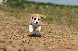 CORGI PEMBROKE 420